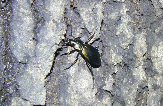 団地前のクヌギ_正面根元付近を這うオサムシ_21時5分頃 気温26度